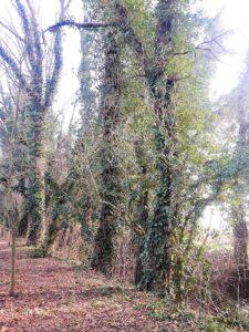 The Duke D’Altemps’ Wood